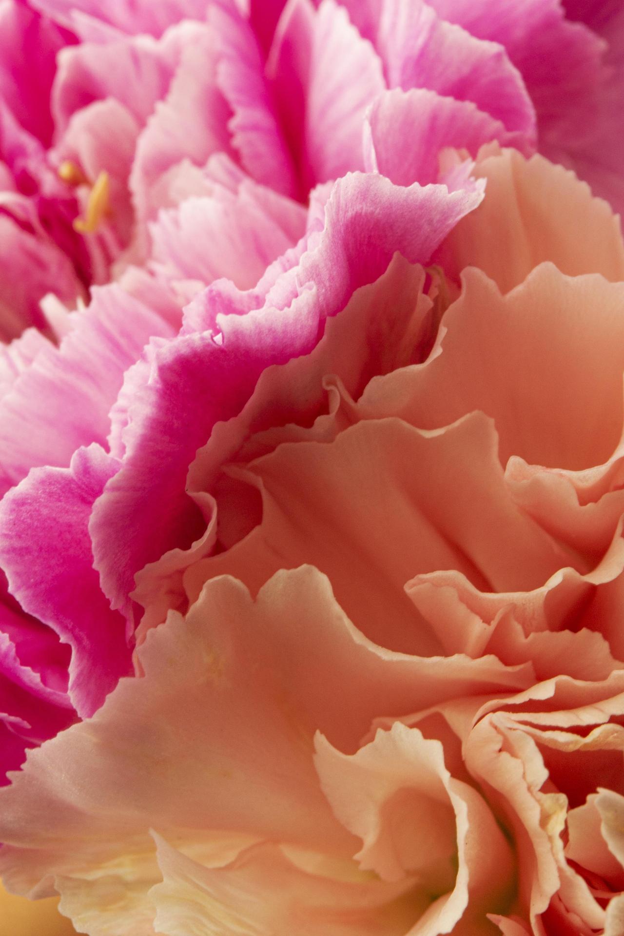 Close up coral pink colored flowers